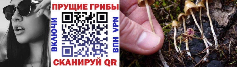 Купить закладки  Чадан  Псилоцибиновые грибы Magic Shrooms 